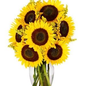 Meet your Posher, Jean